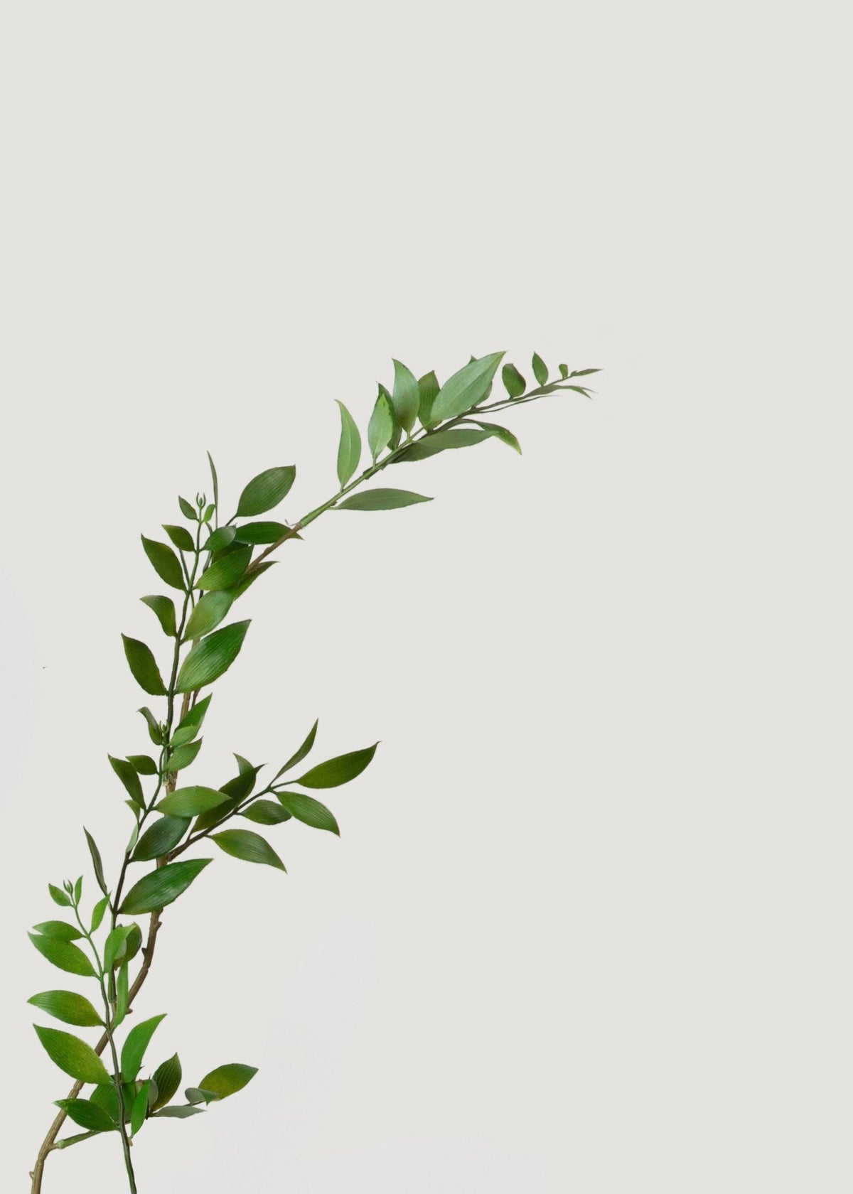 Tall Artificial Broadleaf Podocarpus Branch - 55"