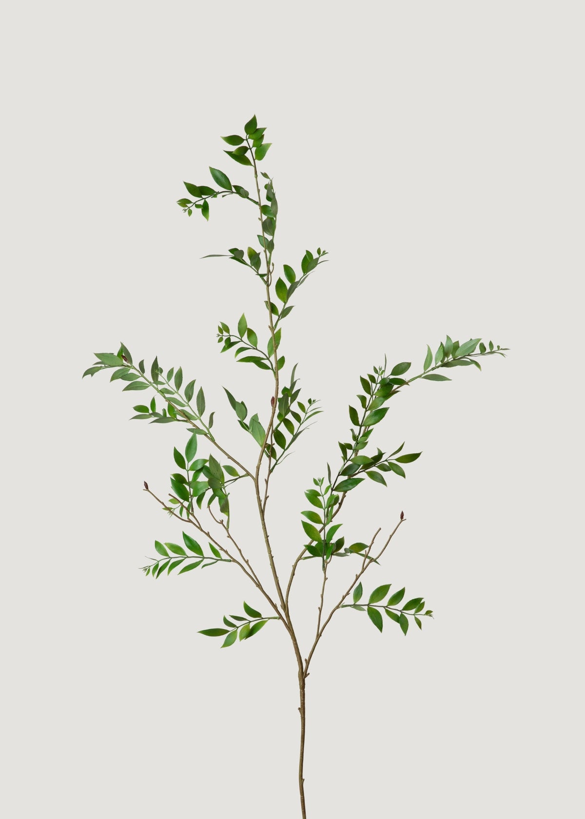 Tall Artificial Broadleaf Podocarpus Branch - 55"