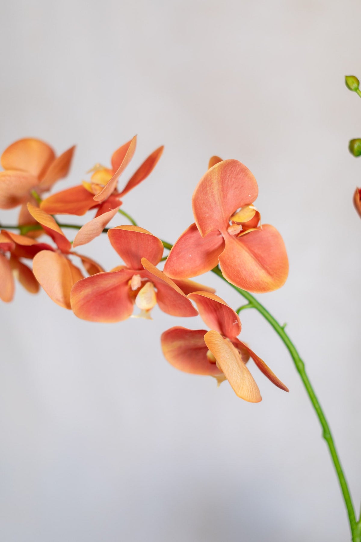 Coral Phalaenopsis Orchid Spray