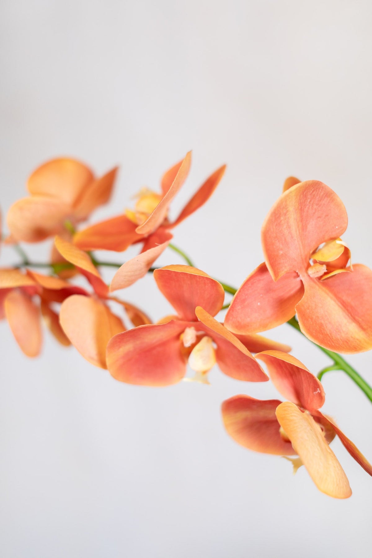 Coral Phalaenopsis Orchid Spray