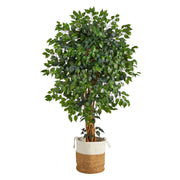 5.5’ Palace Ficus Artificial Tree with in Planter